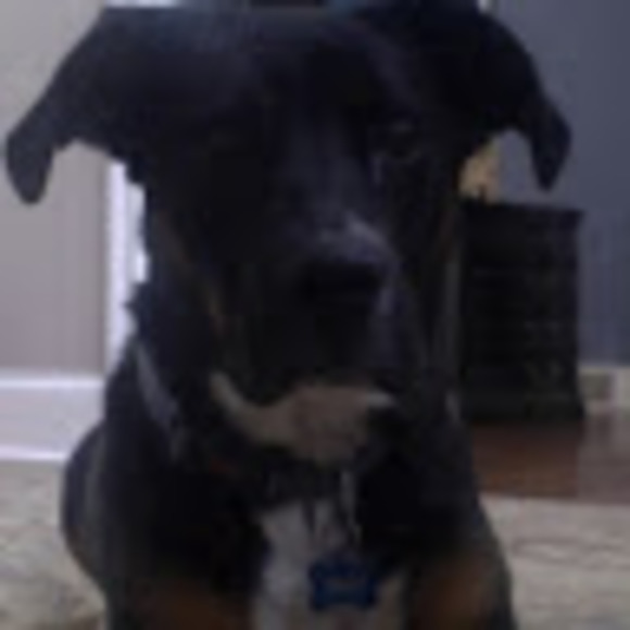 Meet your Posher, Hailey - Picture 1 of 1